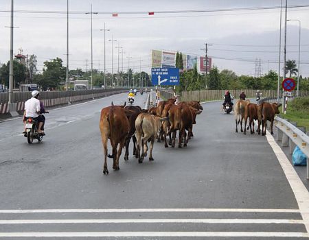 Xử lý vi phạm hành chính khi để súc vật đi trên đường bộ; để súc vật đi qua đường không bảo đảm an toàn cho người và phương tiện đang tham gia giao thông